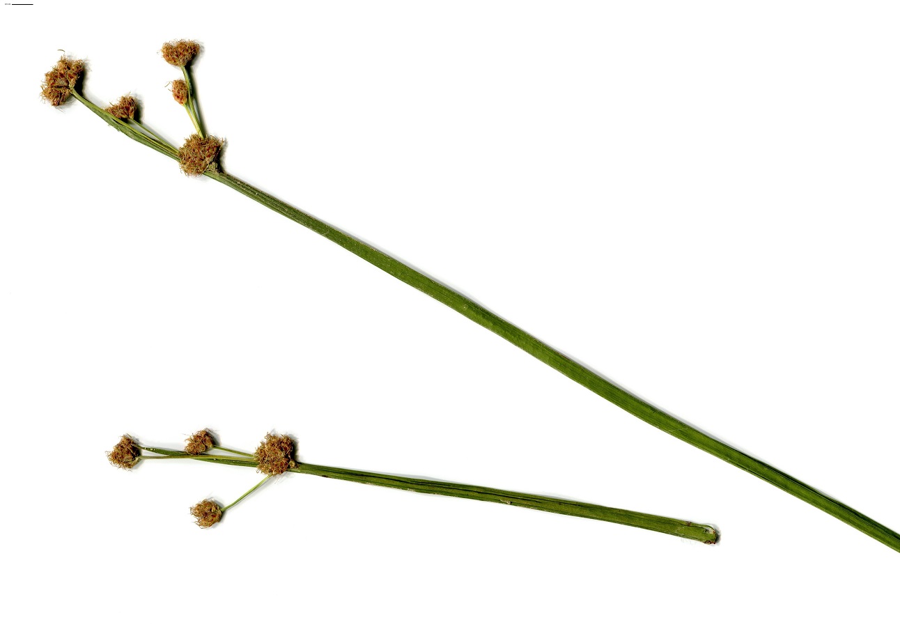 Schoenoplectus triqueter (Cyperaceae)